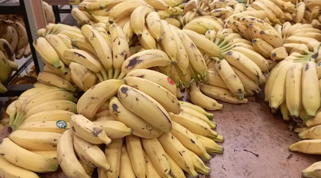 Estudo prevê ‘crise’ no cultivo de banana: fruta ‘símbolo’ de comida barata pode deixar de ser acessível