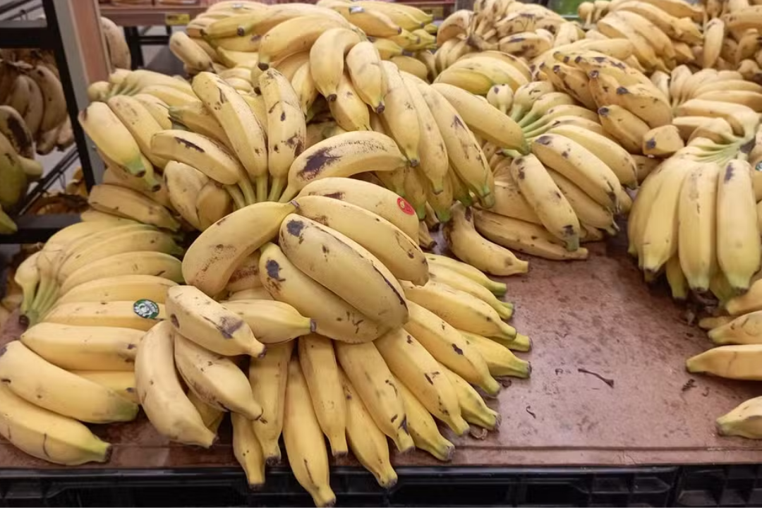 Estudo prevê ‘crise’ no cultivo de banana: fruta ‘símbolo’ de comida barata pode deixar de ser acessível